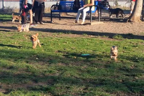 Downey Dog Park photo 1